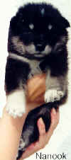 Nanook.jpg (25395 Byte)