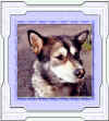 alaska.jpg (45378 Byte)