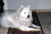 duke96.gif (107402 Byte)